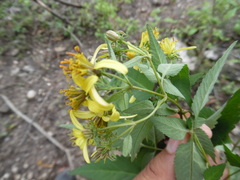 Bidens reptans