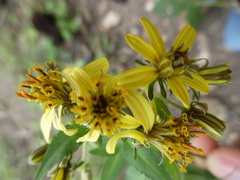 Bidens reptans