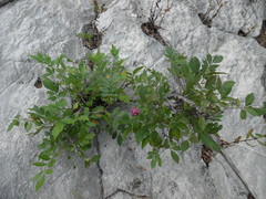 Lonchocarpus parviflorus