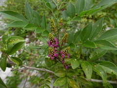 Lonchocarpus parviflorus
