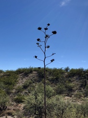 Agave palmeri