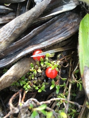 Coprosma perpusilla perpusilla