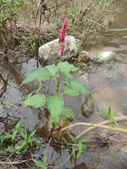 Persicaria hispida