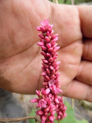 Persicaria hispida