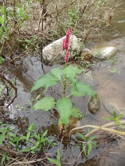Persicaria hispida