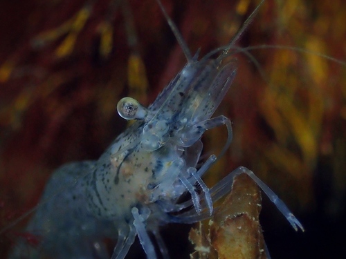 Atlantic Ditch Shrimp (Palaemon varians) · iNaturalist