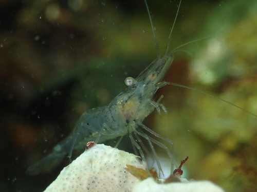Atlantic ditch shrimp, photo 3 of 7