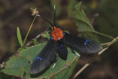 Scena propylea