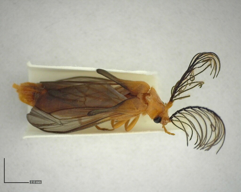Phengodes fusciceps