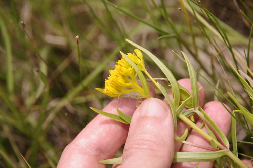 Image of Flaveria brownii by (c) Eric Knight, some rights reserved (CC BY)