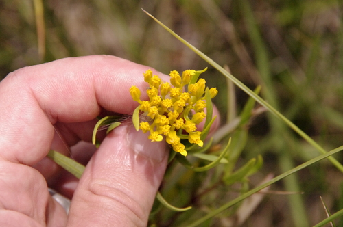 Image of Flaveria brownii by (c) Eric Knight, some rights reserved (CC BY)