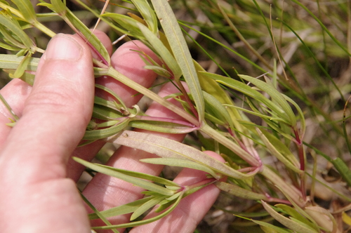 Image of Flaveria brownii by (c) Eric Knight, some rights reserved (CC BY)