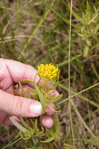 Brown's Yellowtops (Flaveria brownii)