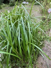 Rhynchospora corymbosa