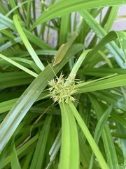 Rhynchospora corymbosa