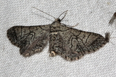 Ectropis hieroglyphica