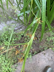 Rhynchospora corymbosa