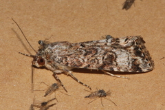 Heliothis punctifera