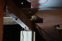 Campylorhynchus chiapensis