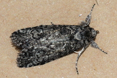 Prorocopis