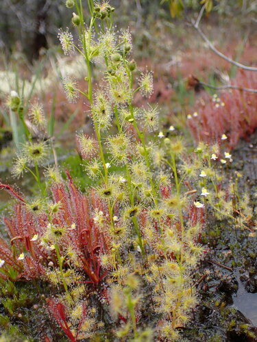 Drosera gunniana