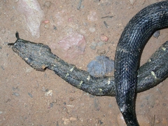 Tentacled Snake photo 5