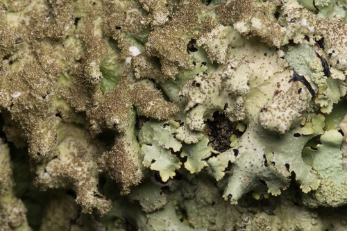 rough speckled shield lichen