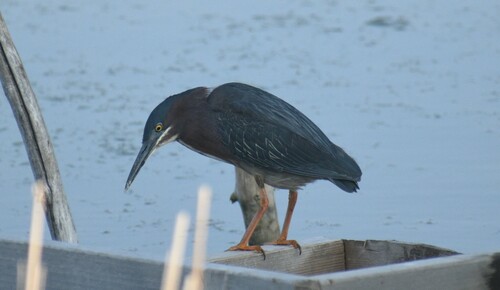 Green Heron photographed in South Dakota