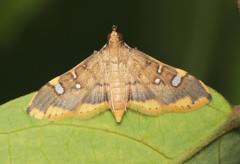 Prophantis