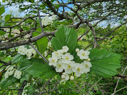 Image of Crataegus pisifera by (c) Étienne Léveillé-Bourret, some rights reserved (CC BY)
