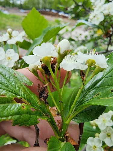 Image of Crataegus pisifera by (c) Étienne Léveillé-Bourret, some rights reserved (CC BY)