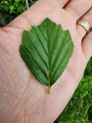 Image of Crataegus pisifera by (c) Étienne Léveillé-Bourret, some rights reserved (CC BY)