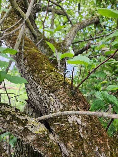 Image of Crataegus pisifera by (c) Étienne Léveillé-Bourret, some rights reserved (CC BY)