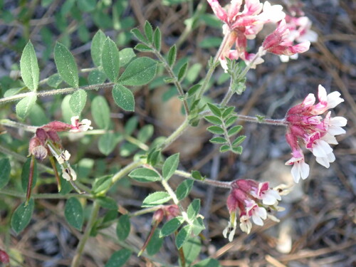 Image of Hosackia stipularis by (c) Barbara Banfield, some rights reserved (CC BY)