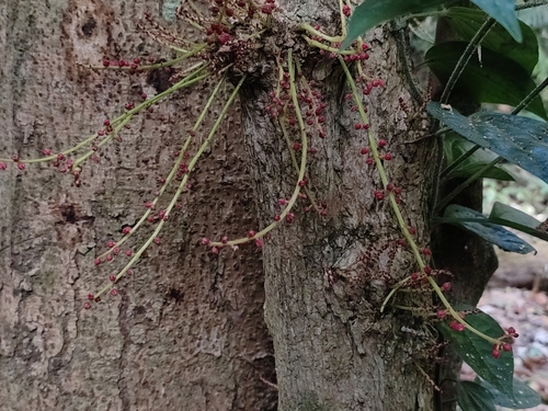 Baccaurea courtallensis (Baccaurea courtallensis)