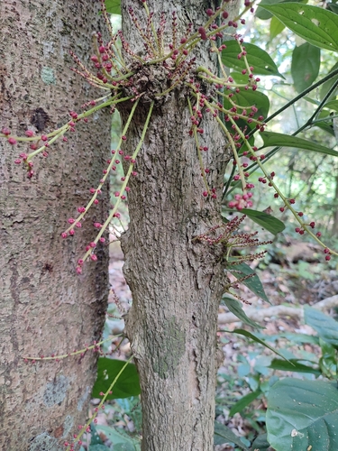 Image of Baccaurea courtallensis by (c) Srinivasan Kasinathan, some rights reserved (CC BY)