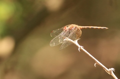 Trithemis werneri