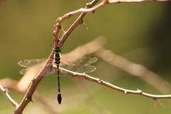 Phyllomacromia picta