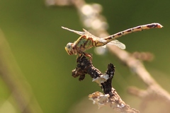 Paragomphus genei