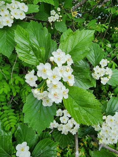 Image of Crataegus pisifera by (c) Étienne Léveillé-Bourret, some rights reserved (CC BY)