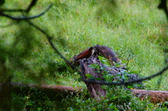 Campylorhynchus