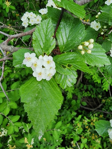 Image of Crataegus pisifera by (c) Étienne Léveillé-Bourret, some rights reserved (CC BY)