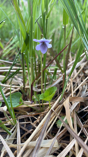 Image of Viola epipsiloides by (c) Eric Castro, some rights reserved (CC BY)