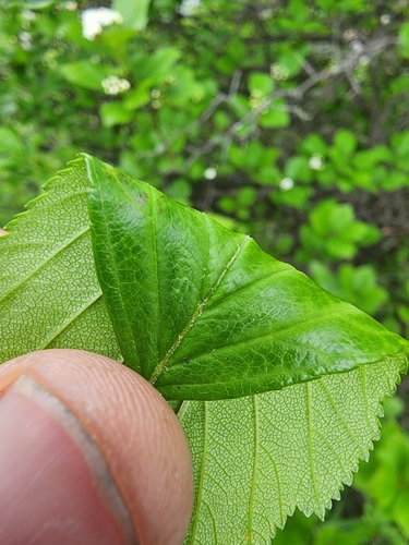 Image of Crataegus pisifera by (c) Étienne Léveillé-Bourret, some rights reserved (CC BY)