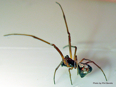 Argyrodes antipodianus