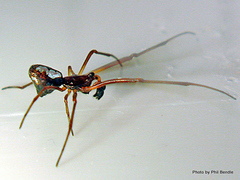 Argyrodes antipodianus