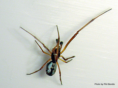 Argyrodes antipodianus