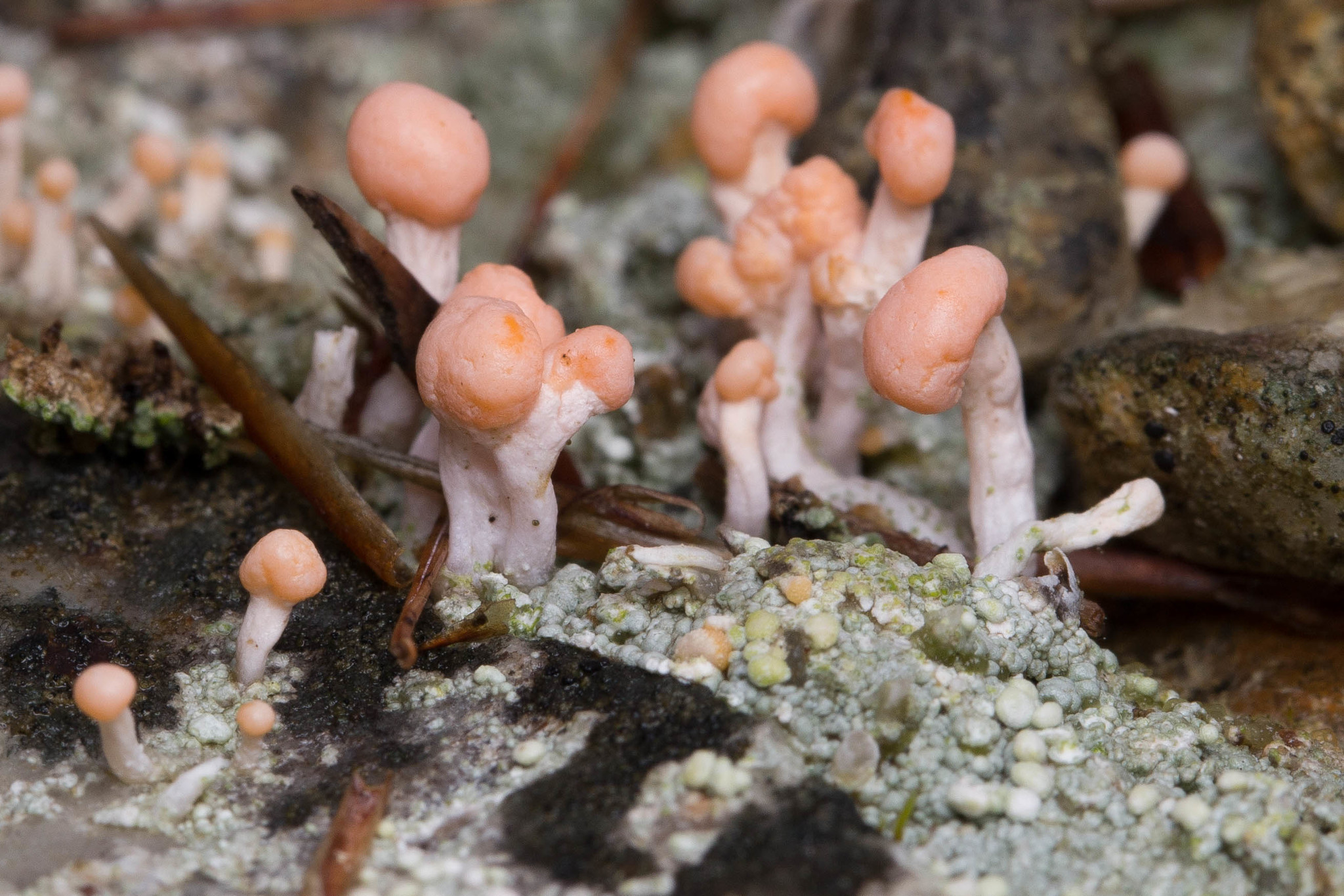 Dibaeis baeomyces image
