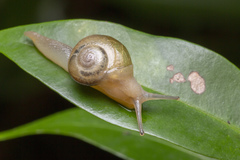 Helicarion perfragilis