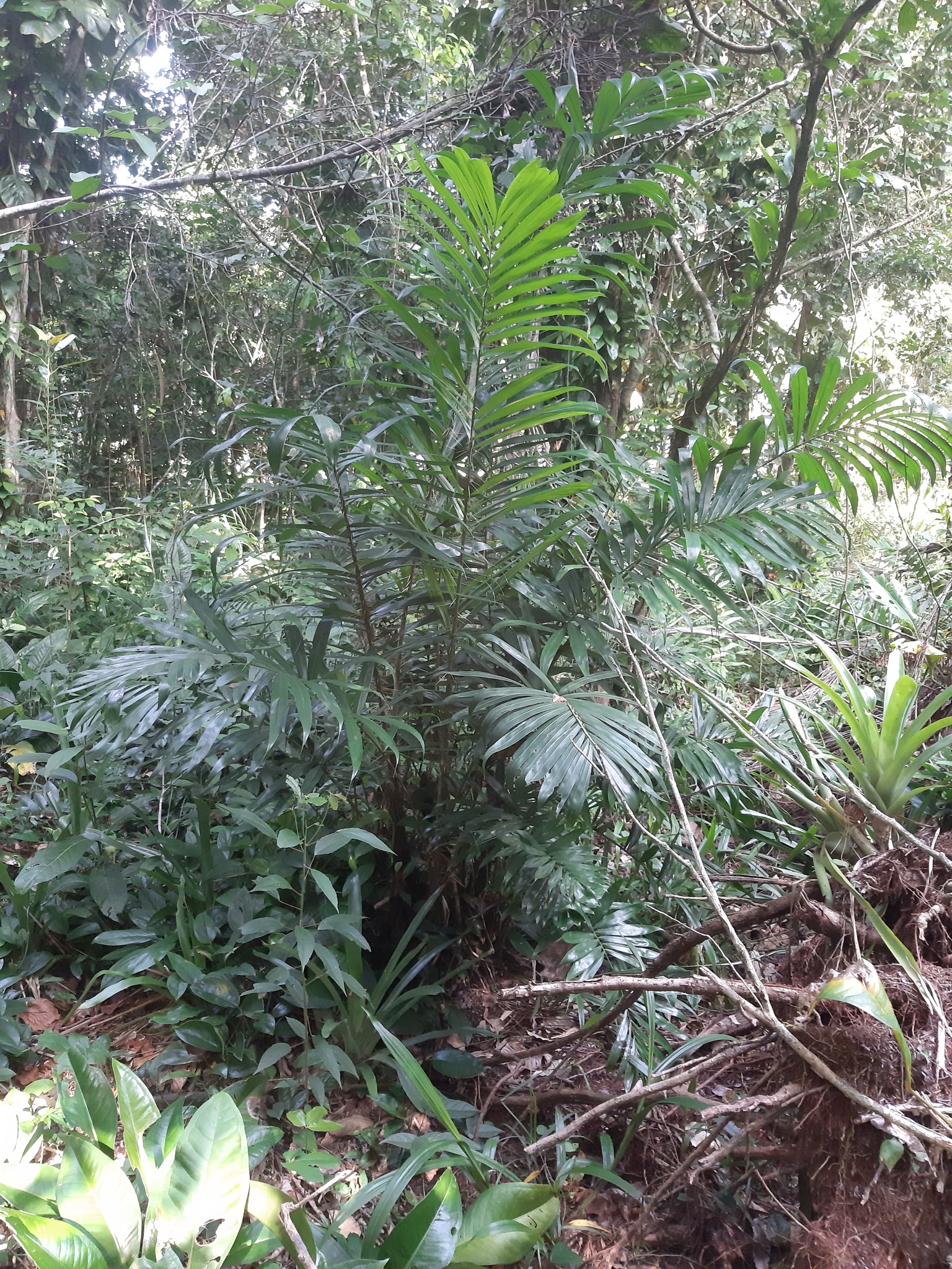Bactris setosa
